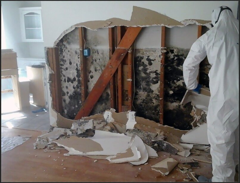 Mold removal company in Washington exposing extensive black mold growth in wall cavity during remediation